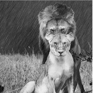 Meet your Posher, Kia